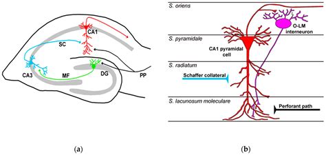 Pyramidal Neurons Hippocampus