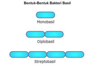 Bentuk-bentuk Sel Bakteri