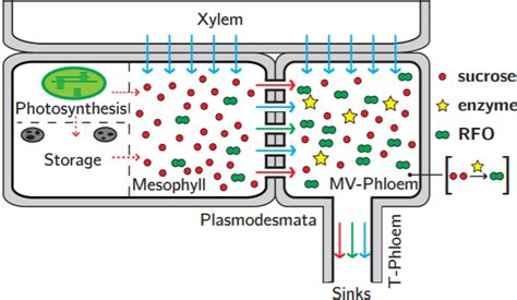 ภาพแสดงการลำเลียงอาหารของ Phloem... - Botanical Contest