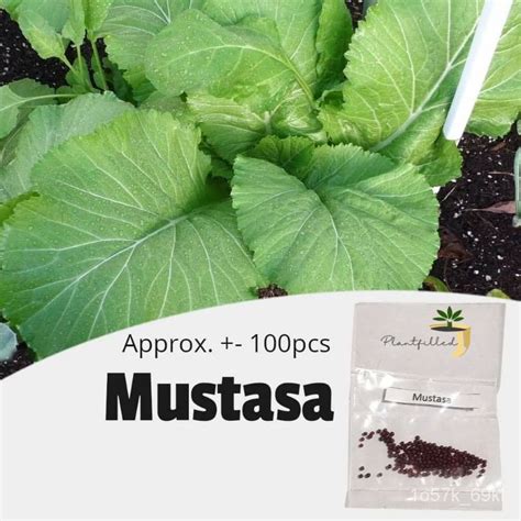 flower seeds [Plantfilled] Mustasa Seeds | Vegetables - 100 seeds L454 | Shopee Philippines