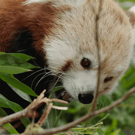 Happy Red Panda GIF by San Diego Zoo - Find & Share on GIPHY