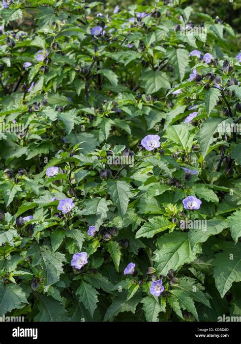 Nicandra physalodes, shoo-fly plant Stock Photo - Alamy