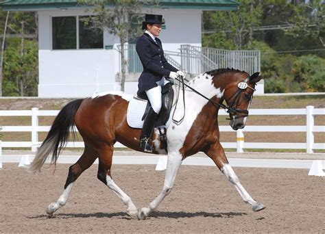 Can Paint Horses Do Dressage – Equestrian Space