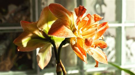 How to Plant, Grow and Care For Flowering Amaryllis Plants