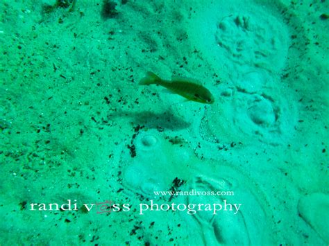 Manatee Encounter and Crystal River Snorkeling – Pittsburgh Photographer