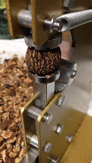 Black Walnut Harvesting & Processing | Wild food foraging, Black walnut benefits, Black walnut tree