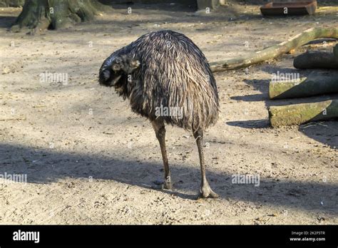 Photograph of an emu. Emus are flightless birds Stock Photo - Alamy