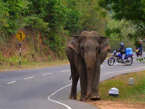 Wild Elephant Menace At Hambantota Put Sri Lanka Cricket On Guard | Cricket News