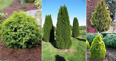 16 Different Types of Arborvitae Varieties for Privacy