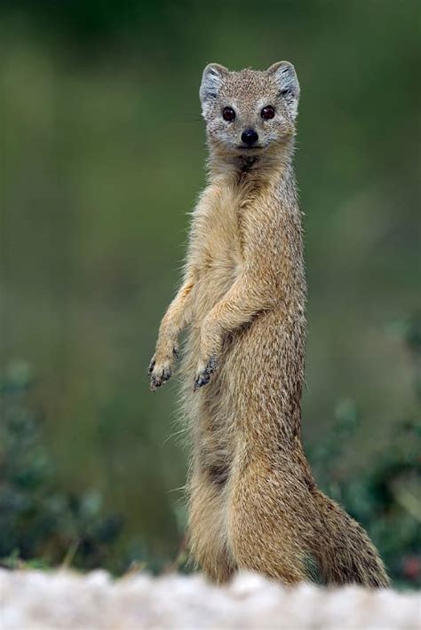 Yellow Mongoose * Geelmuishond, Witkwasmuishond, Rooimeerkat * Cynictis ...