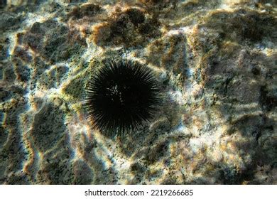 Black Sea Urchin Many Spikes On Stock Photo 2219266685 | Shutterstock