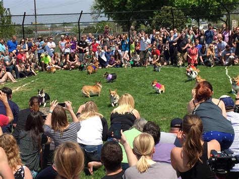 Went to a corgi race. It was awesome. : corgi