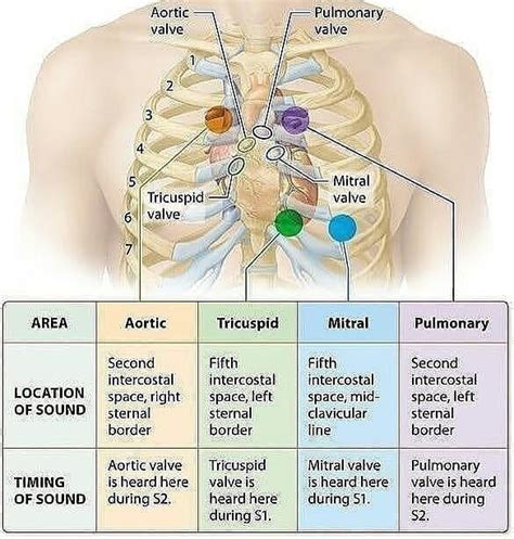 Medical Doctors and Students on Instagram: “There are two normal heart ...