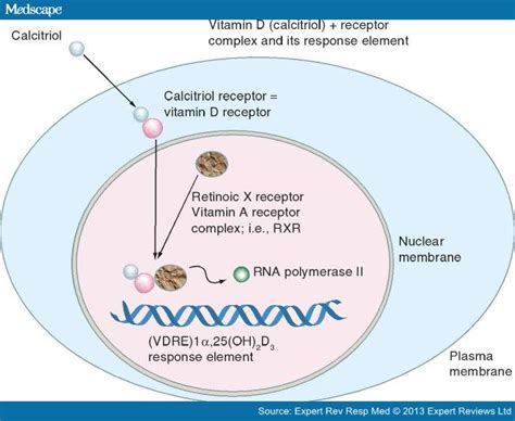 Pharmacological Action of Steroid Hormones | Leaders in Pharmaceutical Business Intelligence ...