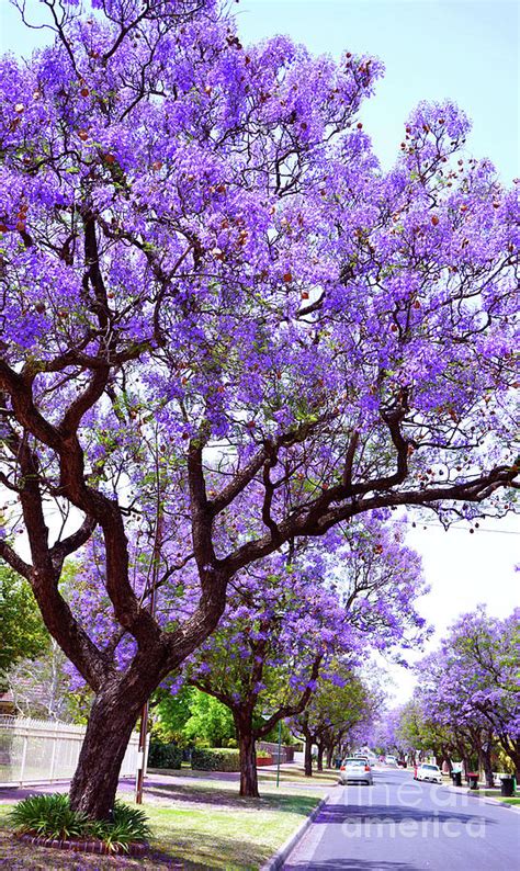 Beautiful purple flower Jacaranda tree lined street in full bloom. #1 Photograph by Milleflore ...