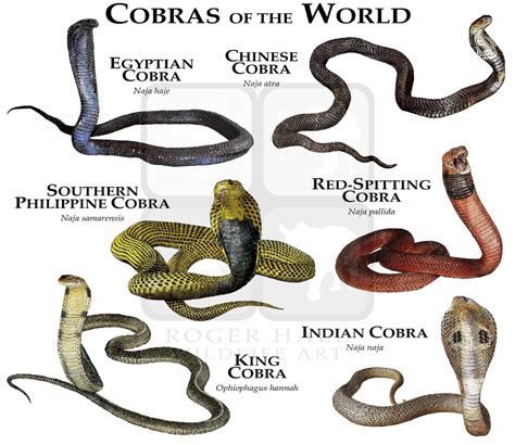 43+ Types of cobras info