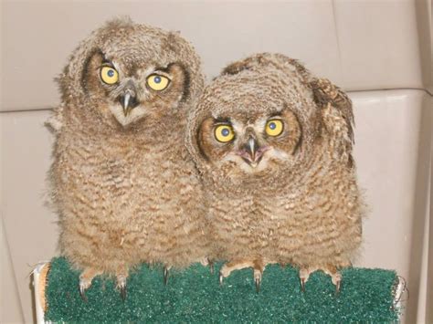 Great Horned Owl nestlings MP 2013 – Wolf Hollow Wildlife Rehabilitation Center