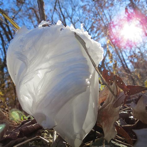 Frost Flowers: Beautiful but Rare Wonders of Nature ~ Kuriositas