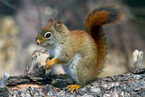 Red Squirrel (Tamiasciurus hudsonicus) | Red squirrel, Squirrel, Mammals