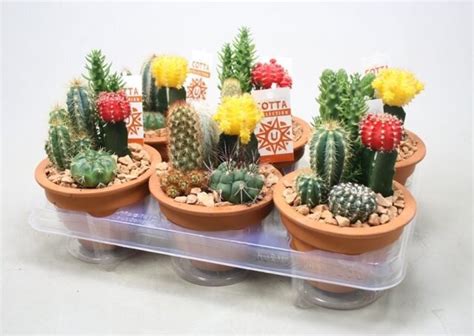 Cactus arrangement nr 952 P13 - Jones Garden Centre