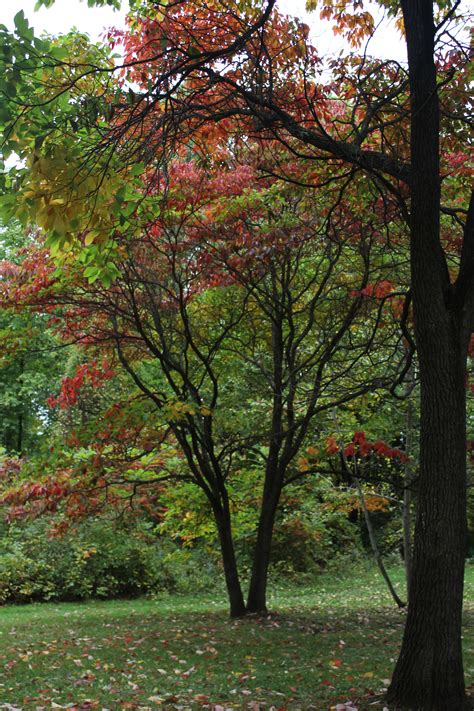 Brunet Park.... LaSalle, Ontario | Tree, Park, Plants