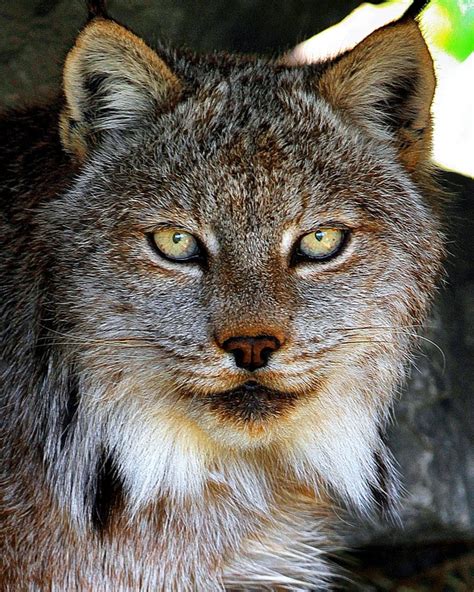 Free photo: Lynx, Animal, Eyes, Hair, Cat, Wild - Free Image on Pixabay ...