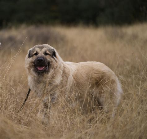 Nefarian, my Great Pyrenees / Anatolian Shepard mix! He turn 1 on the 23rd and his nickname is ...