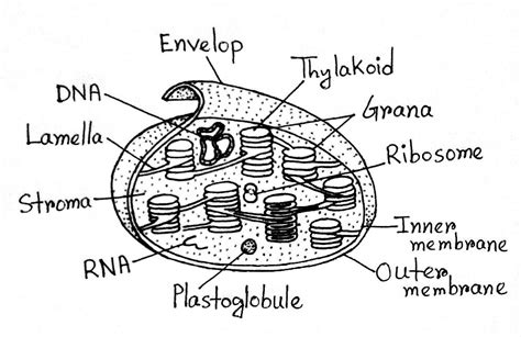 Chloroplasts: Definition, Structure, Functions