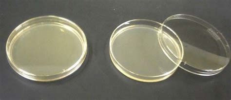 agar | Description, Uses, & Properties | Britannica.com