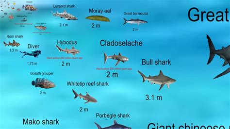 Fish size comparison updated - YouTube