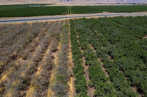 California's Almond Farmers Are Having To Rip Out Their Trees — AGRITECTURE