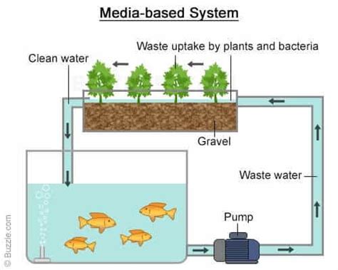 What is Aquaponics? – Synnefa