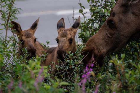 Large Mammals in Denali: How Many Are There? (U.S. National Park Service)