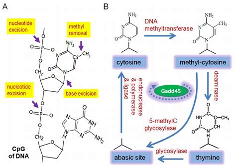 A mechanistic model for active DNA demethylation | Download Scientific Diagram