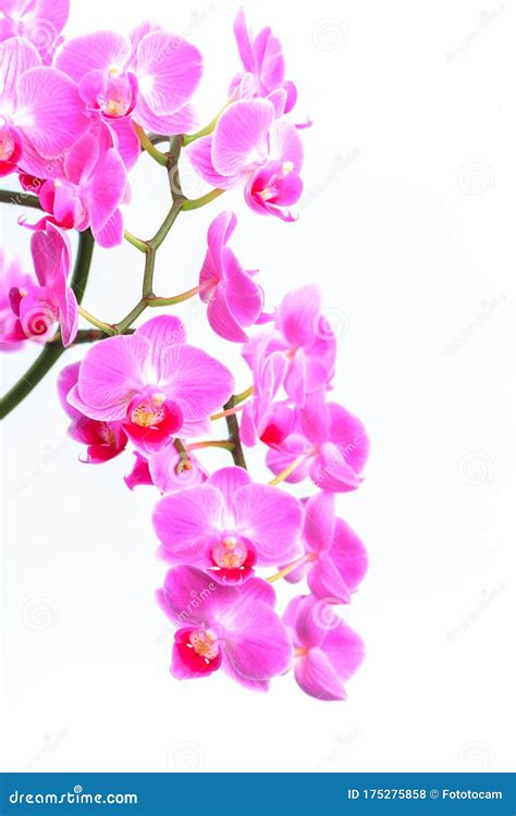 Pink Orchid Isolated on a White Background. - Image Stock Photo - Image ...