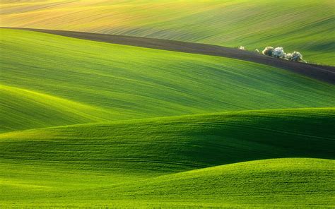 Light Green Fields Landscape