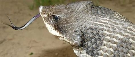 Hognose Snakes