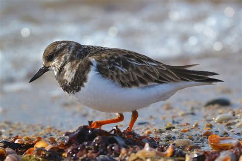 Ruddy turnstone - song / call / voice / sound.