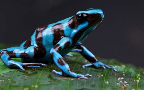 Blue Frog Wallpapers - Top Free Blue Frog Backgrounds - WallpaperAccess