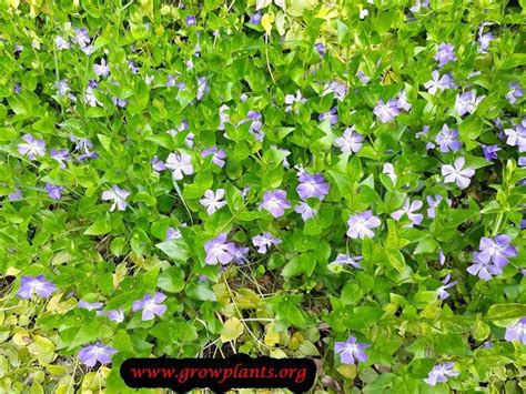 Vinca plant care | Periwinkle plant, Garden flower beds, Plants