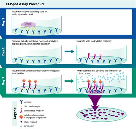 ELISpot Assay Principle: R&D Systems