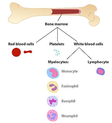 Leukaemia - Health & Wellbeing