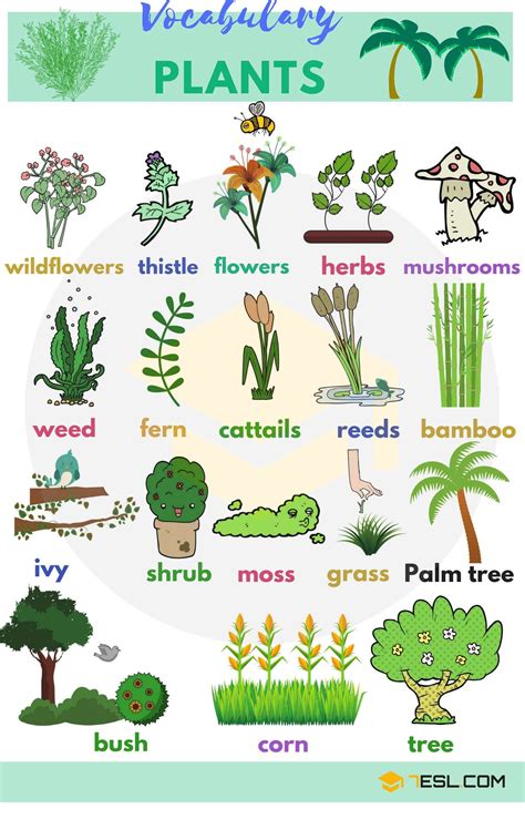 Plant and Flower Vocabulary in English | English vocabulary, Learn ...