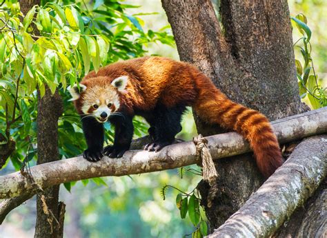 International Red Panda Day (September 21st, 2024) | Days Of The Year