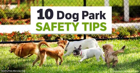 10 Dog Park Safety Tips