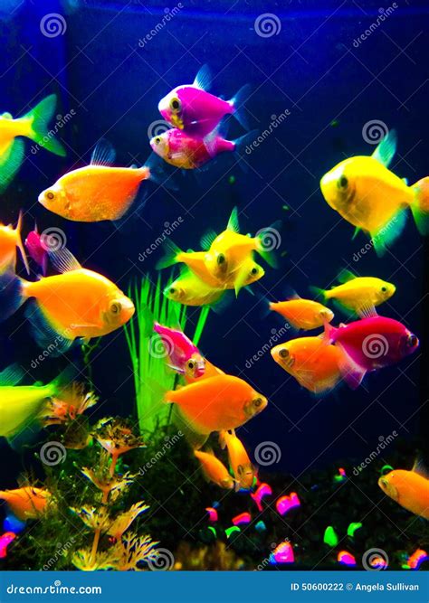 Colorful Pictures Of Fish