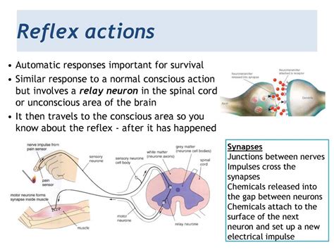 B1.2 Coordination and Control - ppt download