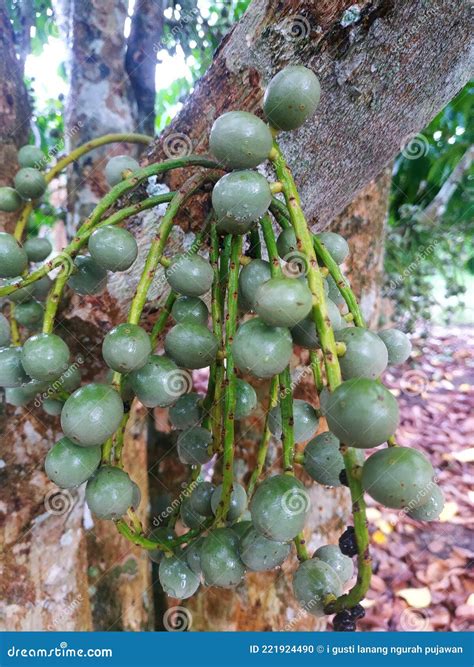 Super Duku Fruit that is Still Raw, this Duku Fruit when it is Ripe Tastes Very Sweet. Stock ...