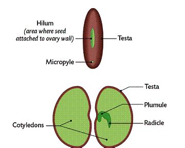 Describe the structure of bean seed.