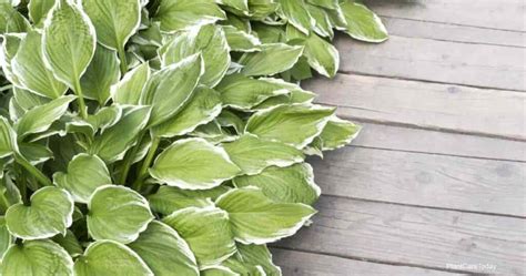 Hosta Companion Plants